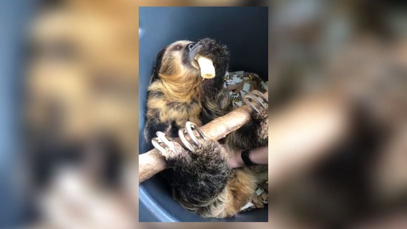 The Cincinnati Zoo & Botanical Garden announced that 8-year-old Linnes' two-toed sloth Lightning is expecting her first pup this fall on Wednesday, Feb. 24, 2021.