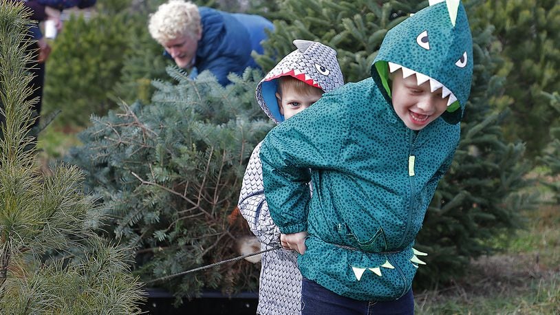 Owen Day and his brother Jamie work together to pull the Christmas tree his family just cut down at Carl & Dorothy Young's Christmas Tree Farm Friday. BILL LACKEY/STAFF