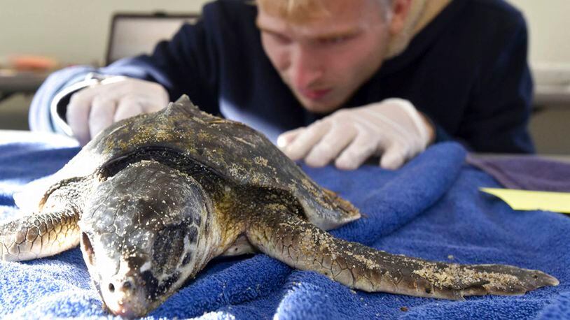 In this Friday, Nov. 23, 2018 photo, Ben Thyng does an exam of a newly arrived living Kemp's ridley turtle to the ICU at the Audubon Society's Wellfleet Bay Wildlife Sanctuary in Wellfleet, Mass., as cold stunned turtles are brought in off area beaches after several days of below freezing weather. Mass Audubon Director Bob Prescott believes a warming trend in the Gulf of Maine has allowed the turtles to delay migration south. (Steve Heaslip/The Cape Cod Times via AP)