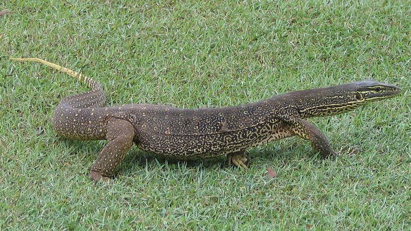 A waitress at a winery in Bermagui, Australia, was caught on video dragging a goanna, like the one pictured, by the tail out of the restaurant. (Jeff Richardson/Flickr (CC BY-NC-ND 2.0))