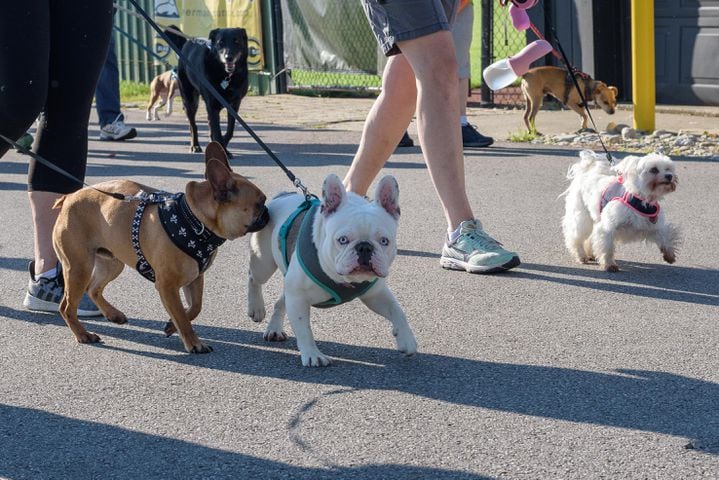 PHOTOS: Did we spot you and your doggie at SICSA’s Lift Your Leg fun run/walk?