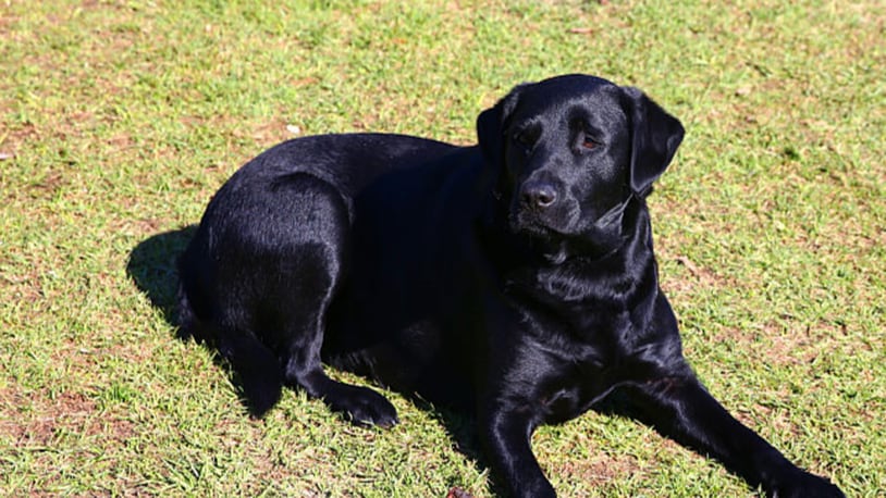 A black labrador, similar to the one pictured, was attacked by otters in a Washington state lake, according to her owner.