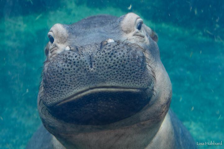 Happy birthday Fiona! Celebrate the famous hippo and help injured animals in Australia