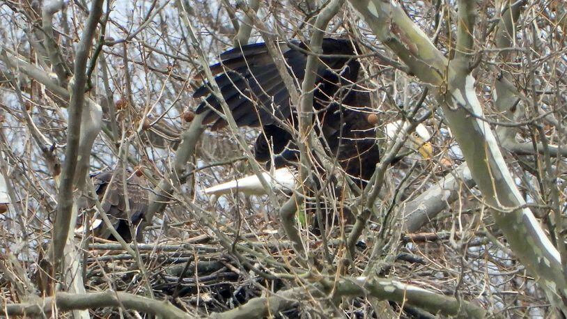 Jim Weller, founder of Eastwood Eagle Watchers, took this photograph of Orv and Willa Saturday, March 28, 2020 at Carillon Historical Park. On this day Weller noticed the bonded-pair  tearing up food in the nest, leaning forward and dropping it. “Unless they are just shredding it for the fun of it they are feeding a baby,” he said.  PHOTO COURTESY OF JIM WELLER