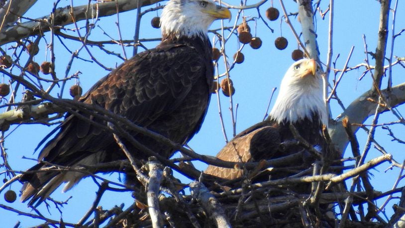 The bald eagles, dubbed Orv and Willa, in their growing nest they began building in January at Carillon Historical Park. JIM WELLER PHOTO