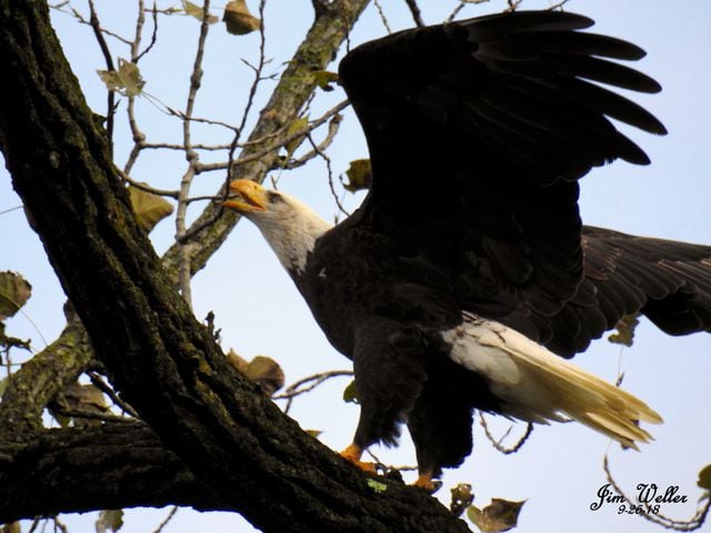 Photos: Orv and Willa, a pair of bald eagles, take up residence in Dayton