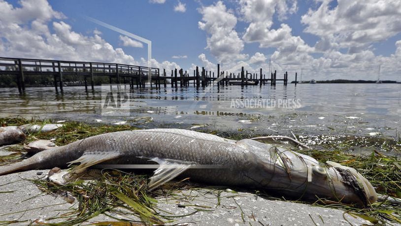 In this Monday Aug. 6, 2018 photo, a dead Snook is shown along the water's edge in Bradenton Beach, Fla. From Naples in Southwest Florida, about 135 miles north, beach communities along the Gulf coast have been plagued with red tide. Normally crystal clear water is murky, and the smell of dead fish permeates the air (AP Photo/Chris O'Meara)