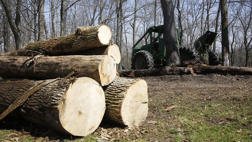 The City of Clayton’s Westbrook Park is full of felled ash trees that have been taken down recently. Diseased and dead ash trees are often removed before they fall in parks or public right of ways. TY GREENLEES / STAFF