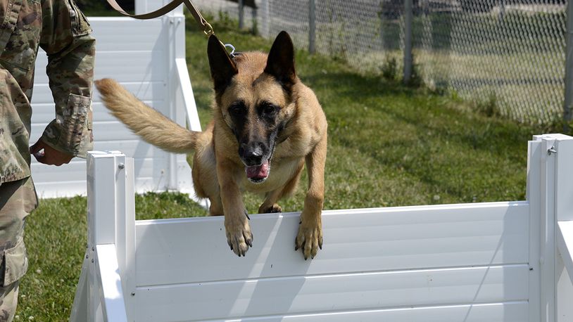 Mesha, an 88th Security Forces Squadron military working dog, and her handler, Staff Sgt. Matthew Watkins, run through hurdles Aug. 18 on the new MWD obstacle course at Wright-Patterson Air Force Base. U.S. AIR FORCE PHOTO/AIRMAN 1ST CLASS JACK GARDNER