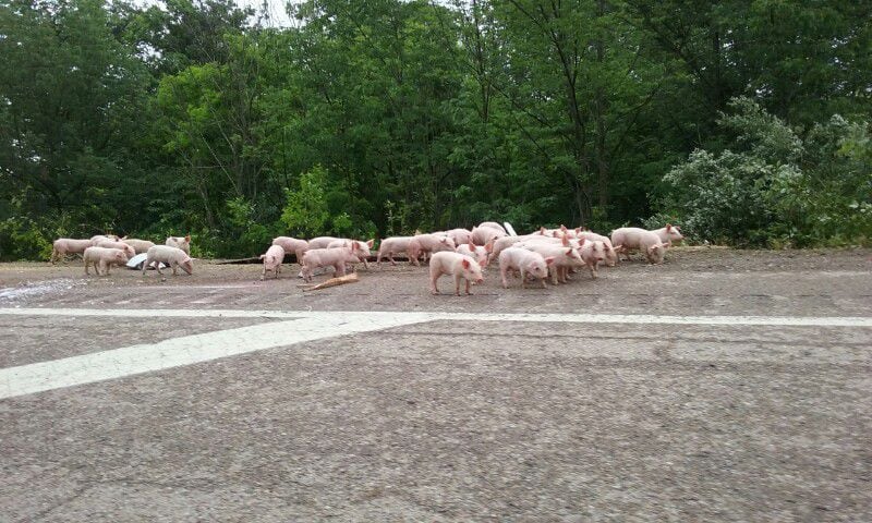 2,220 pigs loose on Ohio highway