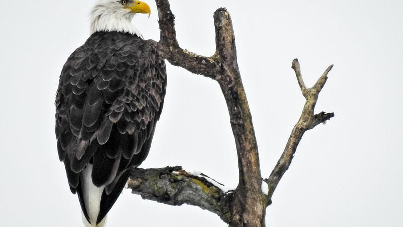 A pair of bald eagles perch in a tree along the Great Miami River. NICK GRAHAM/STAFF
