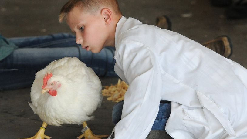 Carson Barr, 10, of Brookville, looks over his chicken, Billy, just before judging Wednesday at the Montgomery County Fairgrounds. MARSHALL GORBYSTAFF