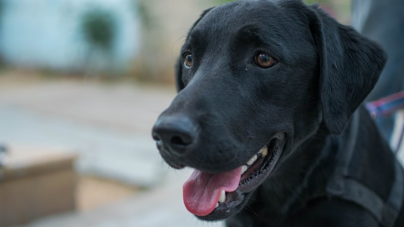 A black lab service dog got a yearbook photo along with his owner.
