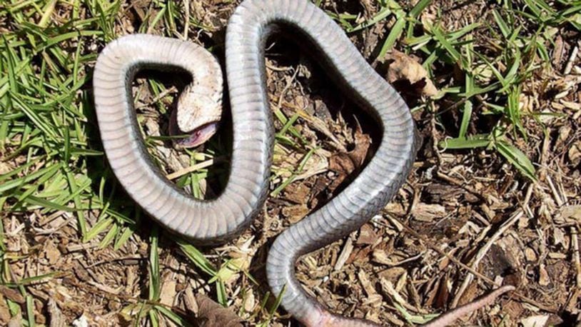 North Carolina State Parks and Recreation officials shared images of the eastern hognose snake on the agency's Facebook page.