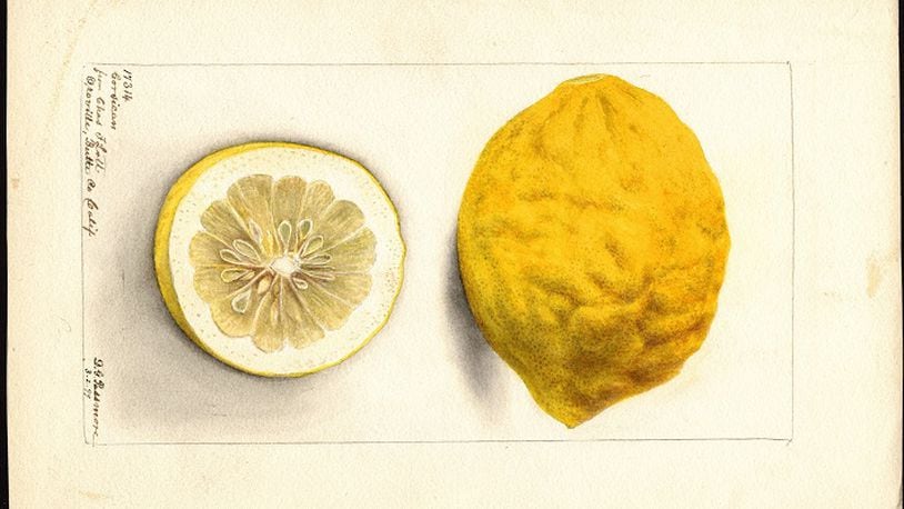 Watercolors showing fruit that was introduced to America by David Fairchild were commissioned by the U.S. Department of Agriculture between 1899 and 1919. Pictured: Corsican Limon, 1899. (Handout)