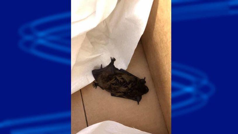 Deputies in Oklahoma rescued a baby bat that was unable to fly and was stuck in the Tulsa County Courthouse.