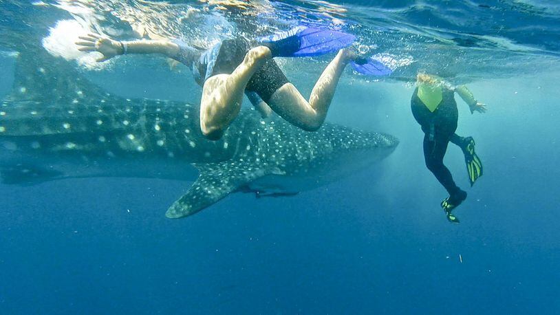 In the waters near Isla Holbox, Mexico, snorkelers swim alongside whale sharks, which are considered the largest fish on earth. (Christopher Reynolds/Los Angeles Times/TNS)