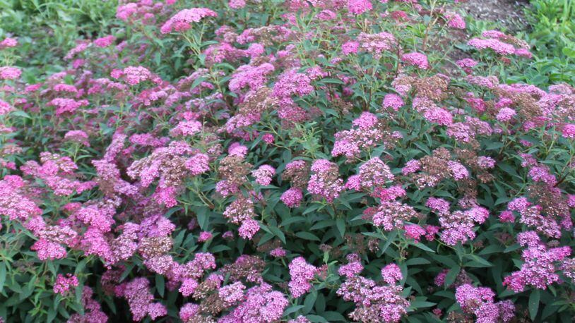 Spiraea is an excellent shrub to use in a perennial border. CONTRIBUTED
