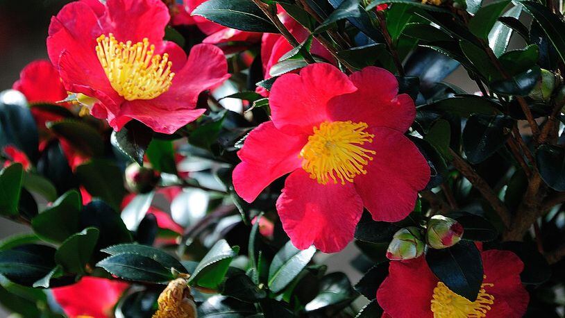Yuletide camellia dazzles with Christmas colors of red, green and gold. (Norman Winter/TNS)