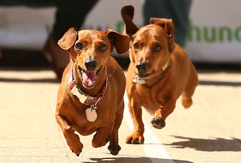 Why watch horses race when you can watch wiener dogs race instead? Dayton will celebrate Derby Day with dog races in the Oregon District. (Photo of Australian wiener races by Scott Barbour/Getty Images)