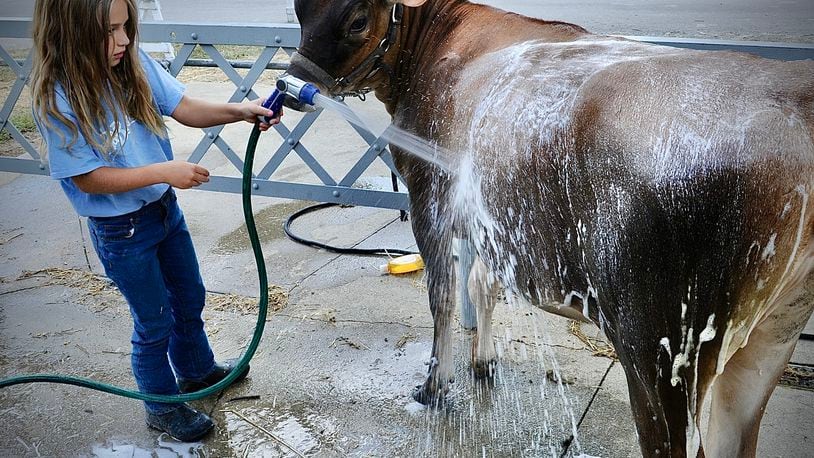 Ashleigh Eley, age 7, gives her cow Mini a bath Wednesday Aug. 17, 2022 at the Miami County Fair. MARSHALL GORBY \STAFF
