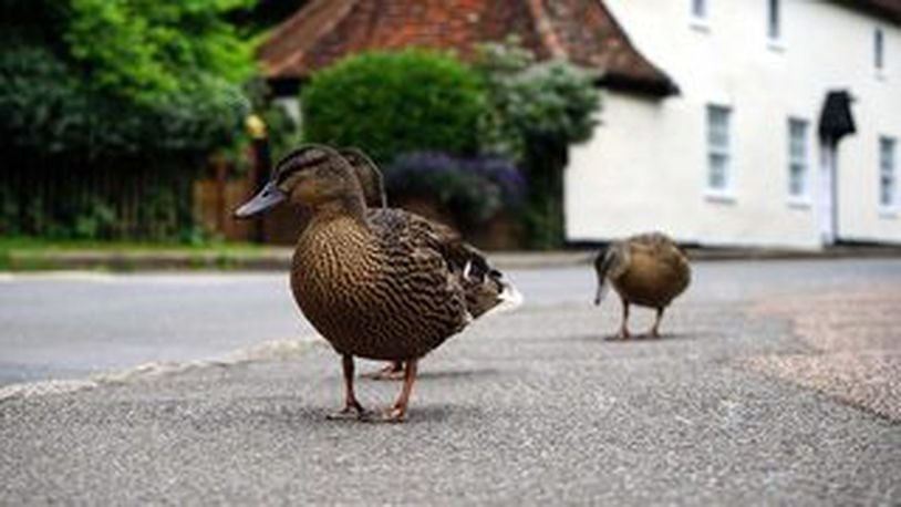 It took almost two minutes for all 45 ducks to cross (File photo via Pixabay.com)