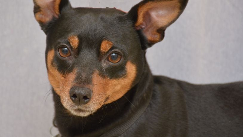 Excalibur is a 4-year-old Miniature Pinscher. He is a sweet, affectionate boy with those he trusts, but is scared of fast movements and seems to be more comfortable with women. Adoption fees are $125 for adult dogs under 7, $75 for senior dogs and $10 for cats and kittens. Adoption fees include shots, license, spay/neuter, micro-chip and a bag of Science Diet food. Volunteers and foster families are needed. Visit more than 200 homeless dogs and cats at the Animal Friends Humane Society, 1820 Princeton Road, Hamilton. CONTRIBUTED