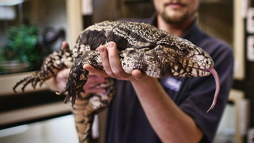 Reptile Rescue Coordinator Tom Bunsell handles an Argentine black and white tegu at the Royal Society for the Prevention of Cruelty to Animals. (Photo by Carl Court/Getty Images)