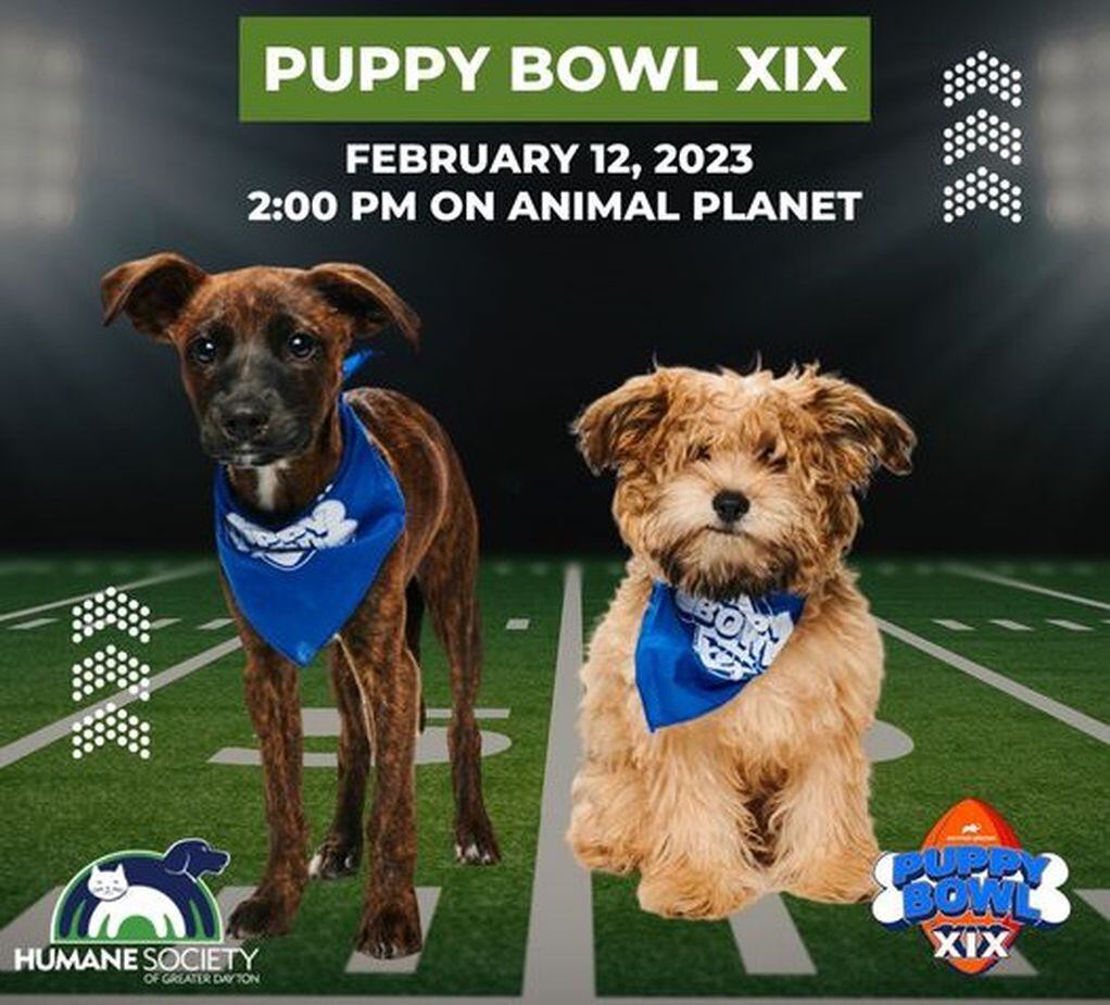 2 Dayton rescue pups to play in Puppy Bowl XIX on Animal Planet