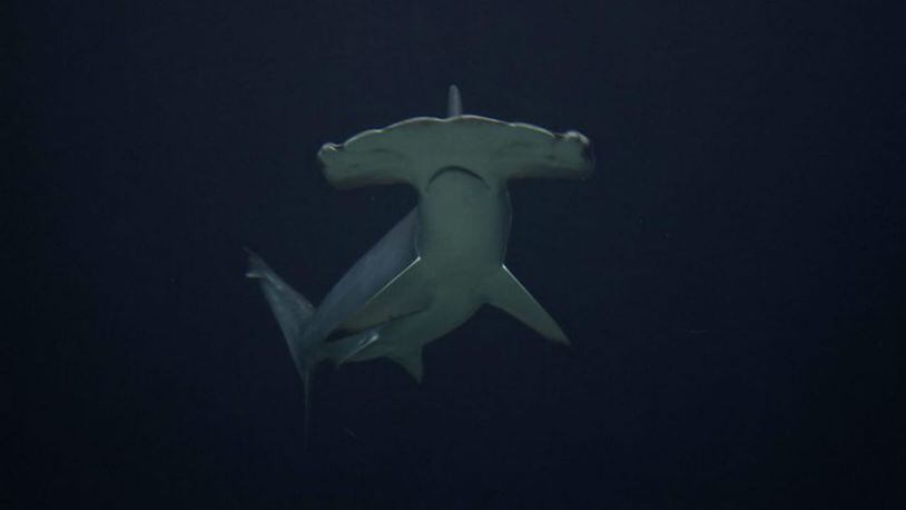 Hammerhead shark. File photo. (Photo: Michelle Bender/Flickr/https://creativecommons.org/licenses/by-nc-nd/2.0/)