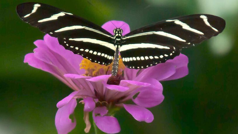 Uproar Rose zinnias bring in an assortment of pollinators, here a Zebra heliconian finds it to be a feast in Savannah, GA.(Norman Winter/TNS)