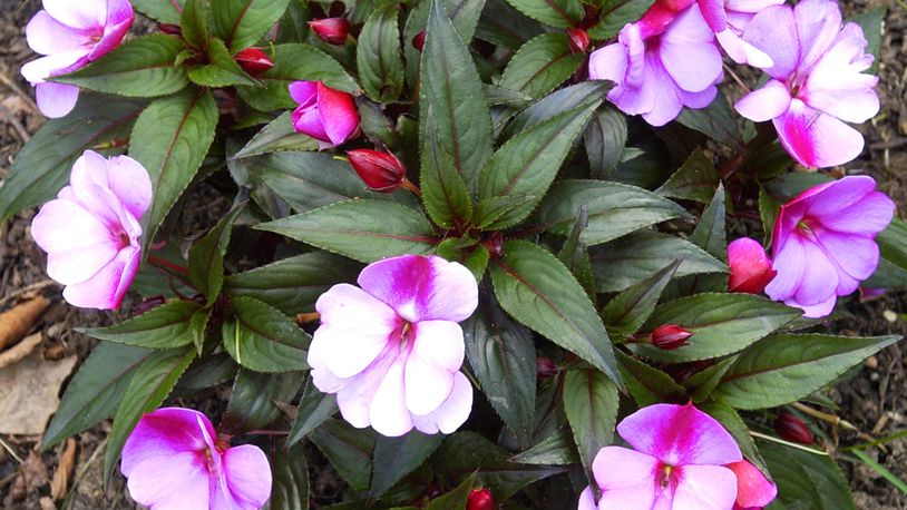 Flowerful New Guinea impatiens are one of many perennials in the garden of Groves. News-Sun Photo by Teesha McClam
