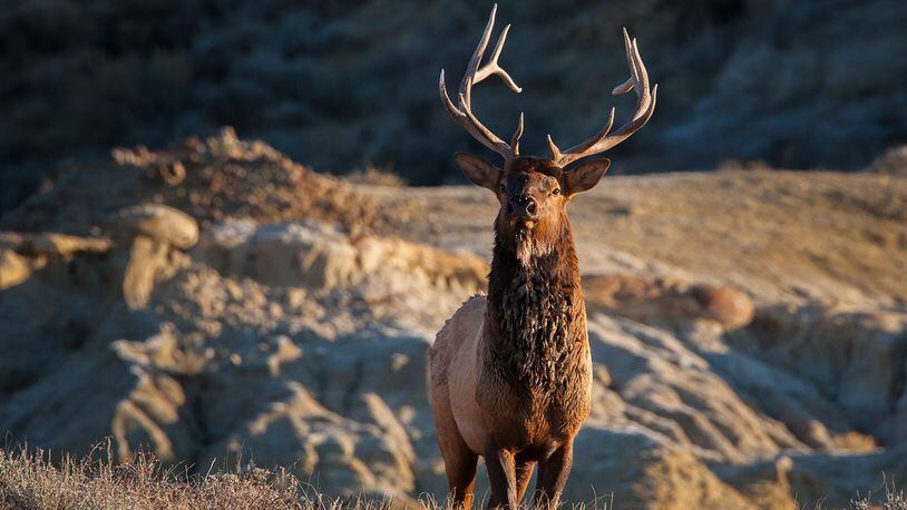 Officials confirm 'zombie deer disease' in elk in Oklahoma