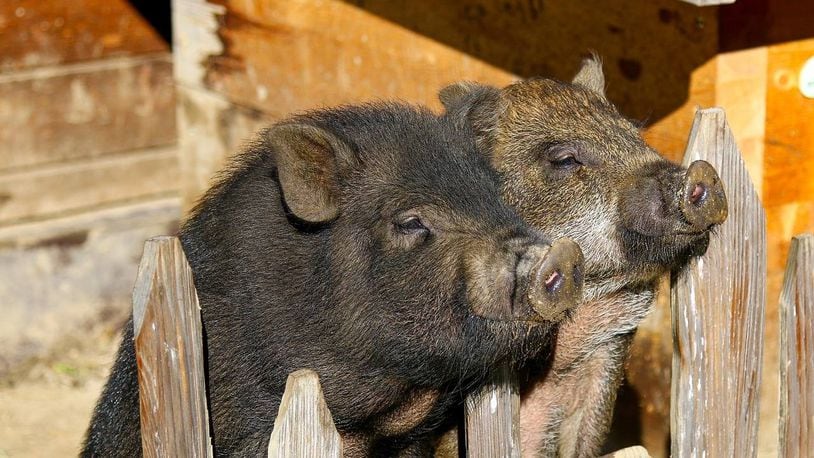 Some potbellied pigs were found wandering along a Pennsylvania highway.
