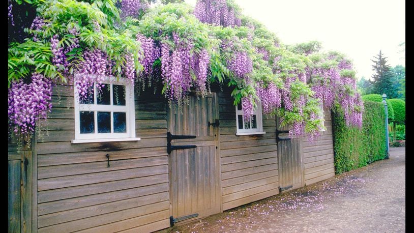 Nothing beats a big wisteria in full bloom to catch the eye in a large rural garden. (Maureen Gilmer/TNS)