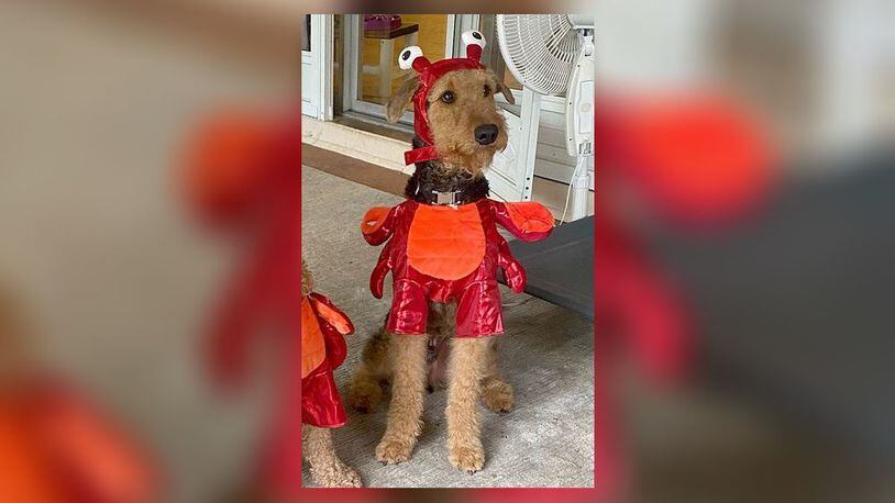 Jax, dressed in an old costume, will be in this year's fashion show. CONTRIBUTED