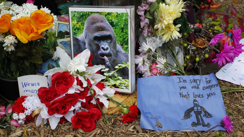 Harambe alone isn't necessarily controversial, but the May 28 incident in which a 3-year-old boy got into the Cincinnati Zoo's gorilla enclosure that lead to the gorilla being shot and killed plagued the park. (Photo by John Sommers II/Getty Images)