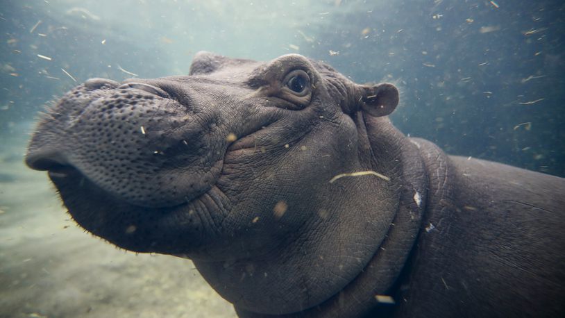 FILE - In this Nov. 2, 2017, file photo, Fiona, a Nile hippopotamus plays in her enclosure at the Cincinnati Zoo & Botanical Garden, in Cincinnati. The zoo said Fiona will soon eat nothing but grown-up hippo food as shes weaned from her bottles of formula. (AP Photo/John Minchillo, File)