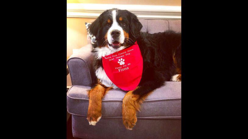 Fiona, a Bernese mountain dog, is shown July 18 at a funeral home in New York. Fiona is the American Kennel Club's 1 millionth "canine good citizen."