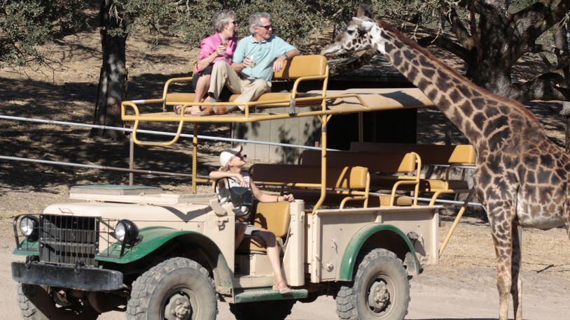 A pair of animal lovers get up close and personal with a giraffe during a private tour at Safari West in Santa Rosa. (Safari West)