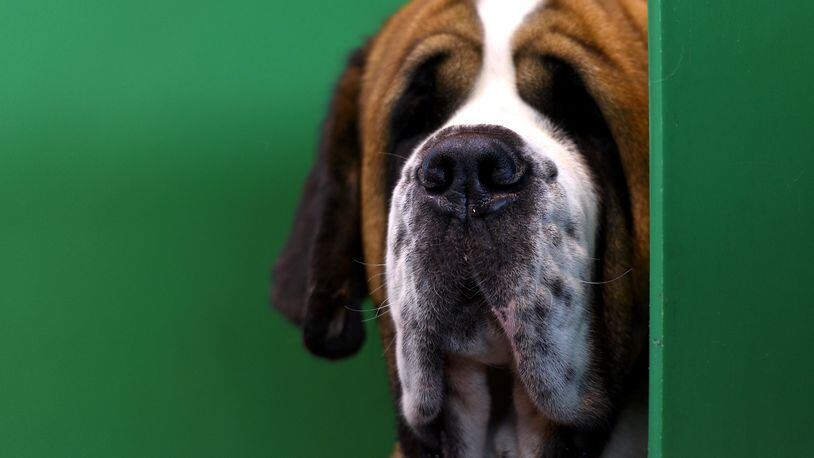 A St. Bernard (not pictured) reportedly bit a man after he got down to pet him after the dog's owner warned him not to do so multiple times. (Photo by Ben Pruchnie/Getty Images)
