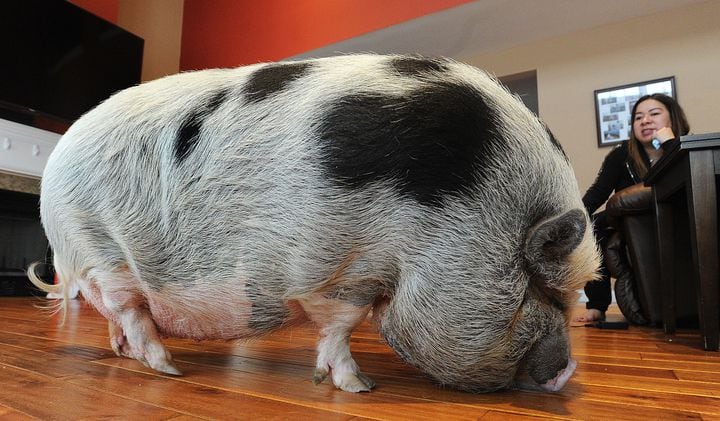 PHOTOS: Pet pig at center of dueling lawsuits