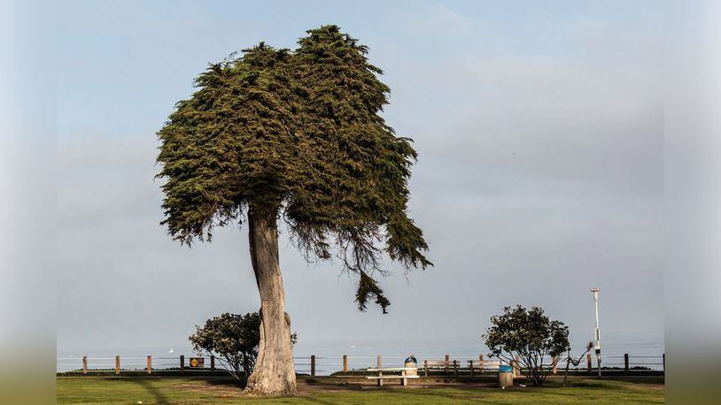 The famous Monterey cypress tree said to have inspired the unusual  trees in Dr. Suess' 'The Lorax'  toppled over last week. The department said it plans to plant another, but gave no timeline.