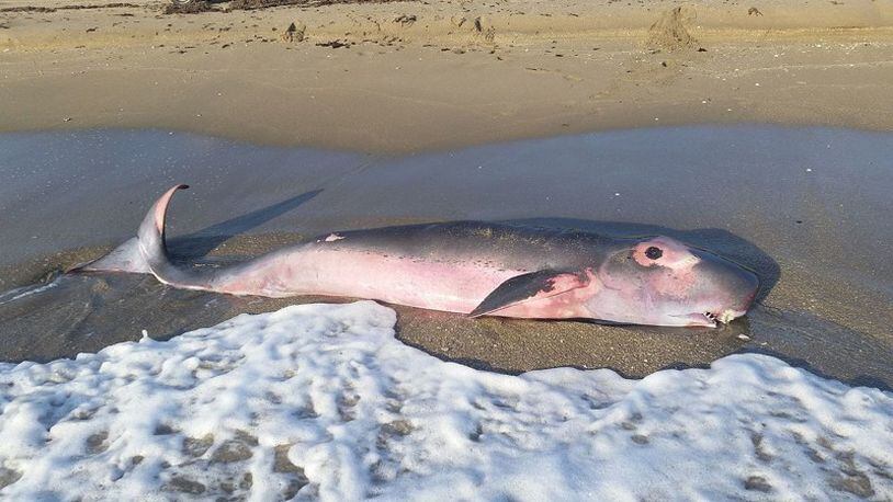 File image of a pygmy sperm whale which beached itself on Hutchinson Island in 2016. (Photo courtesy Inwater Research Group)