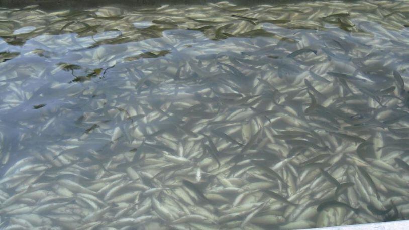 A $1,500 reward is offered to find the person responsible for shutting off the water supply at the Chattahoochee Fish Hatchery near Suches in Fannin County, Georgia. Officials say 51,000 rainbow trout died as a result.