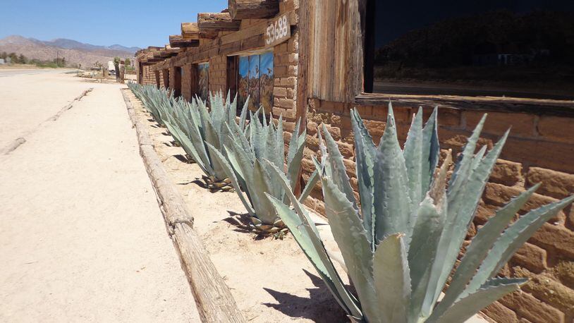 These Agave americanas have been tip-snipped to improve safety of those using this parking strip. (Maureen Gilmer/TNS)