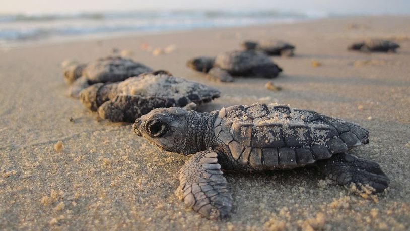 Stock photo of sea turtle hatchlings.