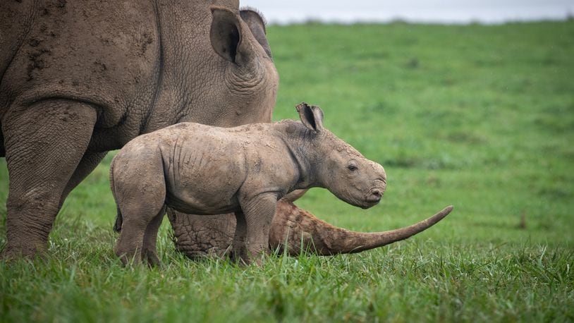 In the early morning hours of Oct. 5, a female southern white rhinoceros calf was born at The Wilds non-profit safari park and conservation center in Cumberland, Ohio, east of Columbus.
