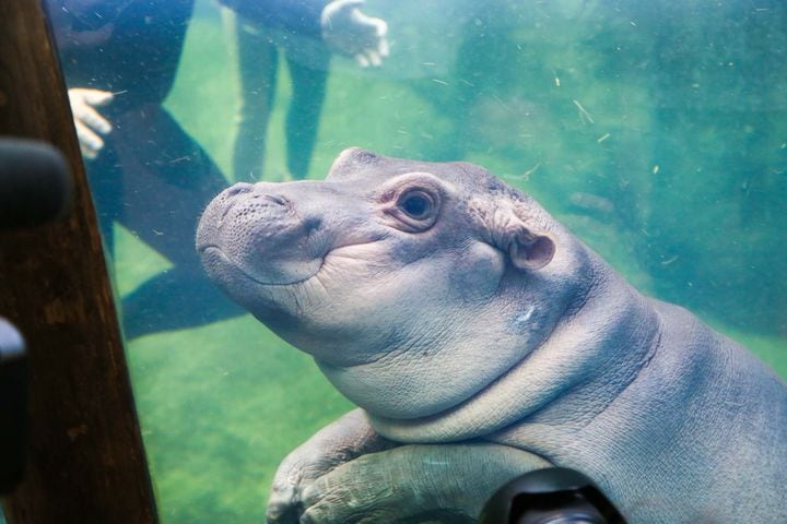 PHOTOS Fiona at the Cincinnati Zoo
