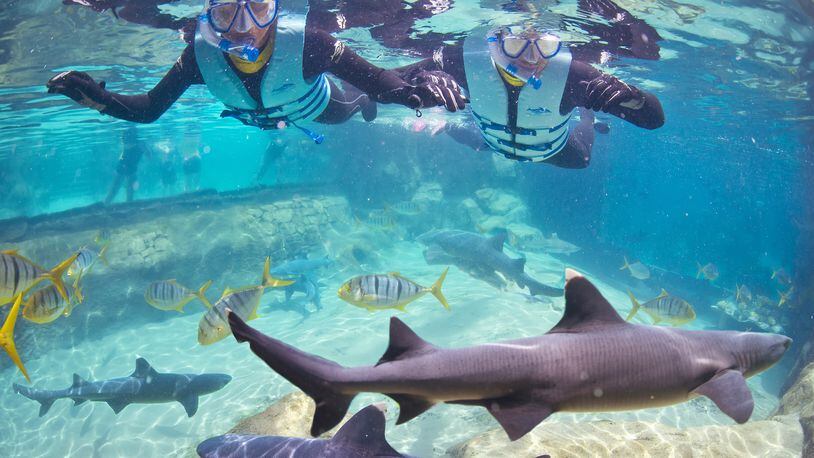 Visitors swim with sharks at Discovery Cove. (SeaWorld)